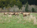 Elks